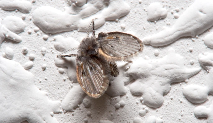 Wat te doen bij rioolvliegjes overzicht foto